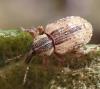 Hypera sp.